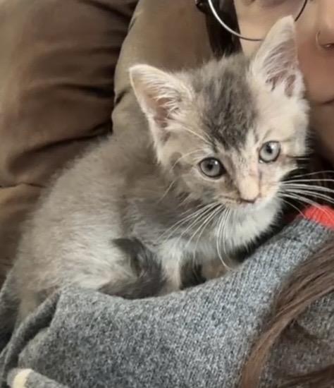 Enlarge Bitty, a Adopted Domestic Short Hair in Troy, MI image 6/6