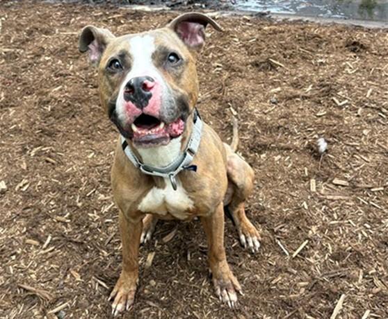 ZEUS, Adoptable, Adult Male Pit Bull Terrier.