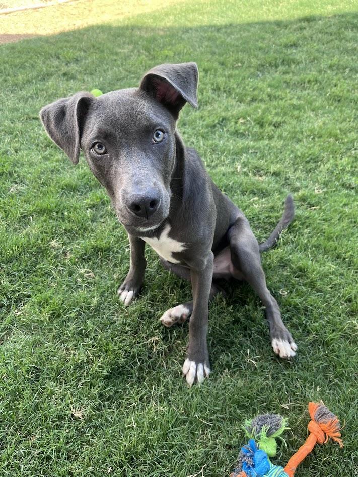 Enlarge Skippy A217104 VIP, a ADOPTABLE mixed breed in Plano, TX image 2/6