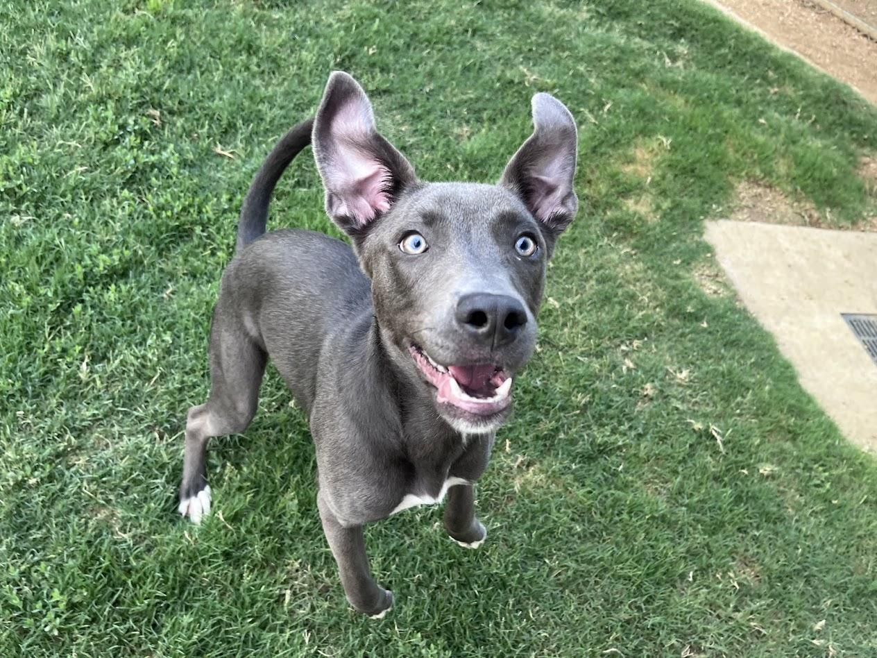 Skippy A217104 VIP, ADOPTABLE, Puppy Male Pit Bull Terrier.