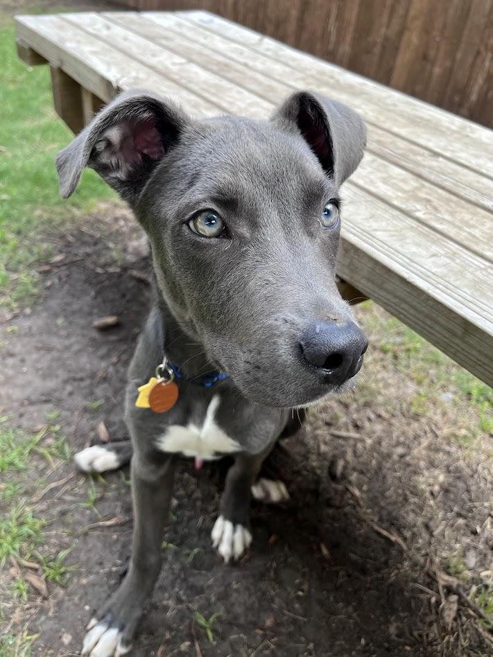 Enlarge Skippy A217104 VIP, a ADOPTABLE mixed breed in Plano, TX image 6/6