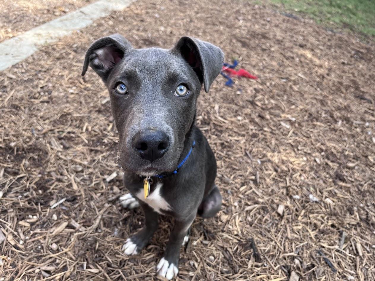 Enlarge Skippy A217104 VIP, a ADOPTABLE mixed breed in Plano, TX image 4/6