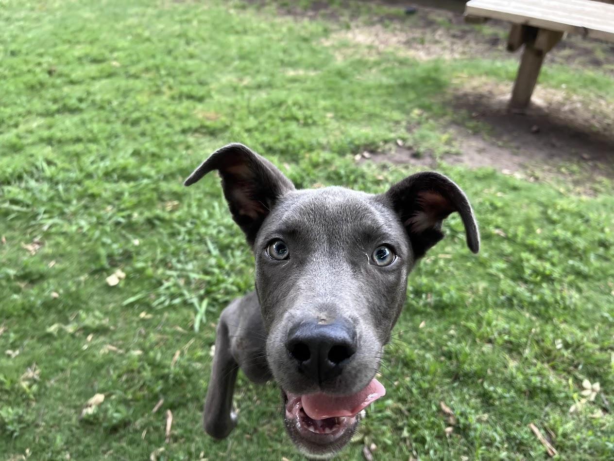 Enlarge Skippy A217104 VIP, a ADOPTABLE mixed breed in Plano, TX image 5/6