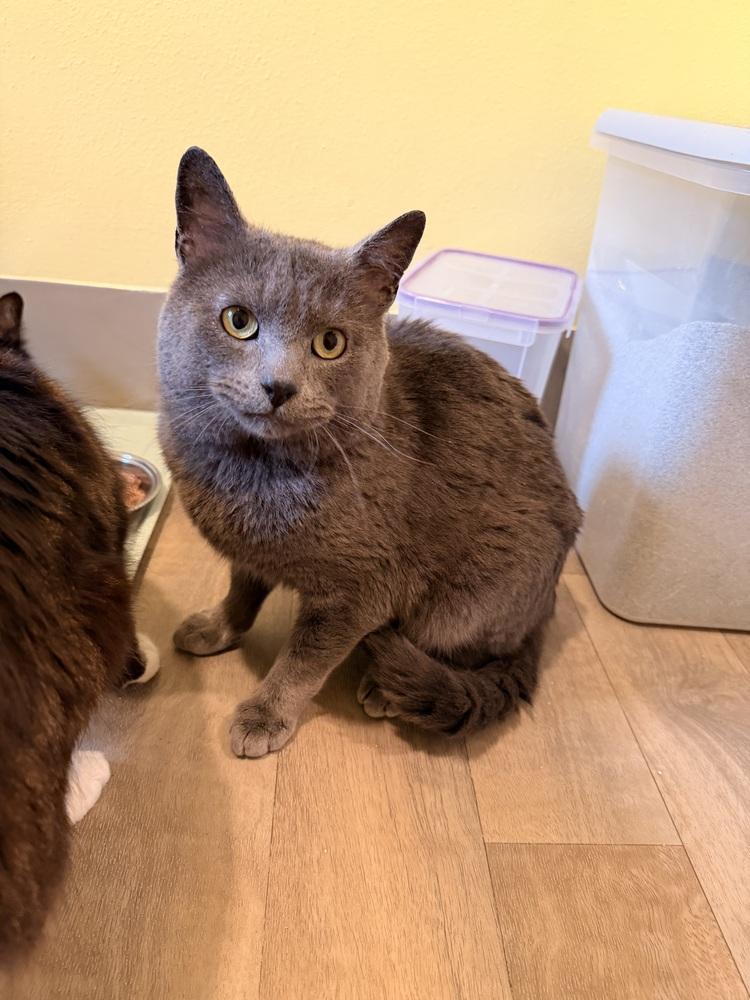 Simon, Adoptable, Adult Male Domestic Short Hair.