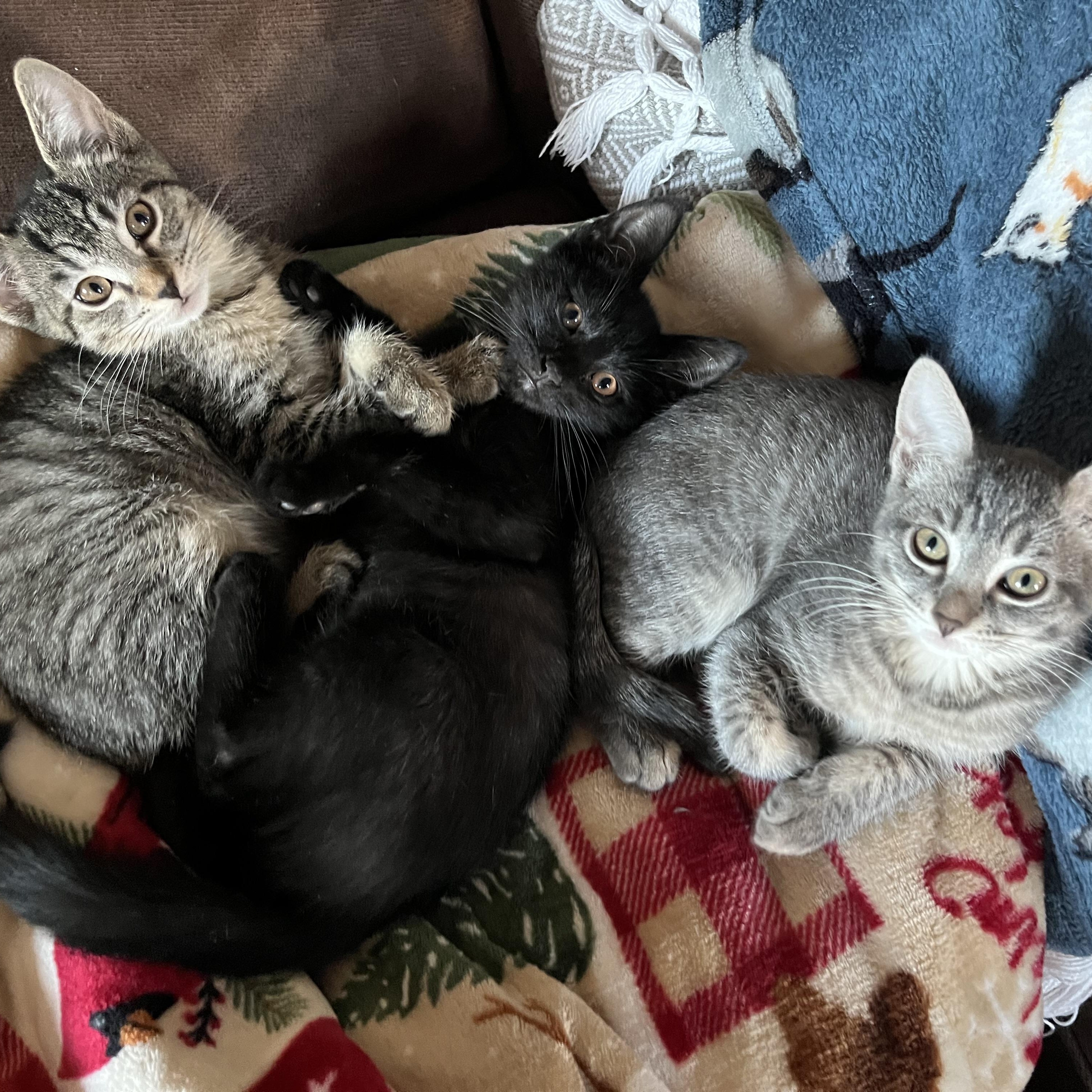 Meet The Powerpuff Girls: thumbnail 2