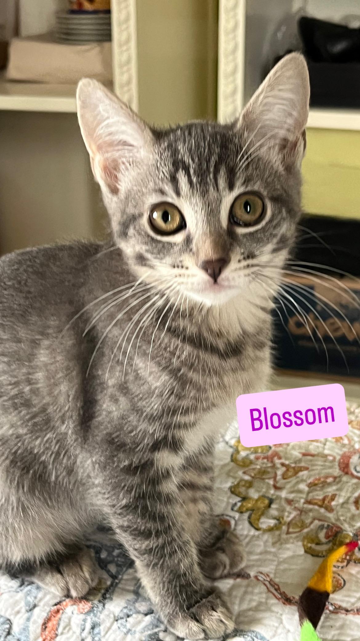 Meet The Powerpuff Girls: thumbnail 3