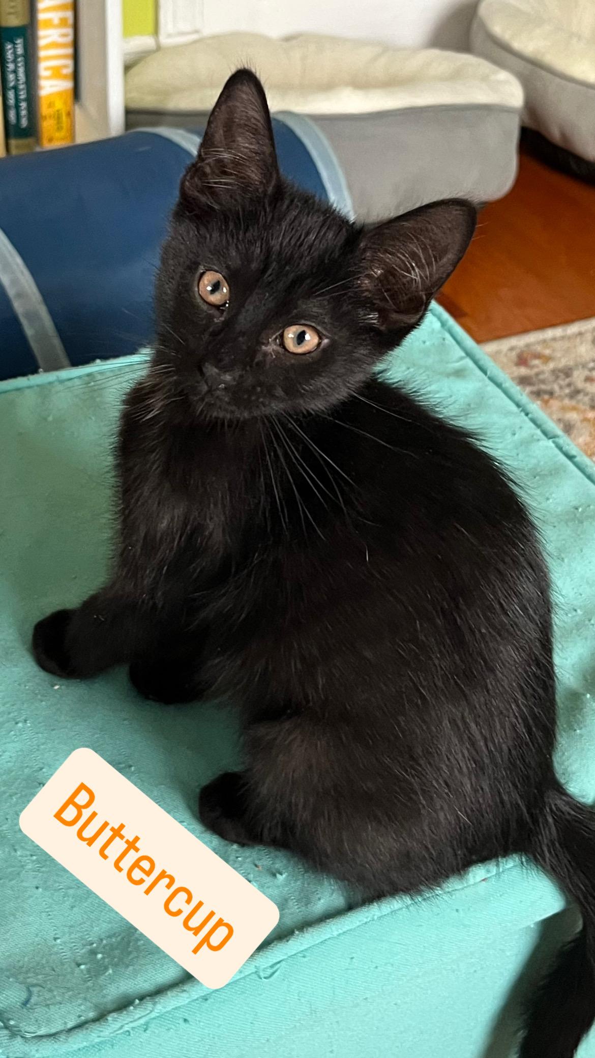 Meet The Powerpuff Girls: thumbnail 4