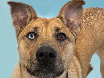 CoCo, Adoptable, Adult Female Catahoula Leopard Dog & Mixed Breed.