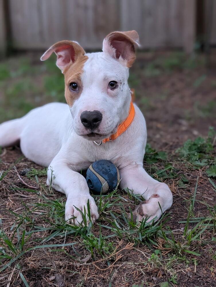 Hudson (The Hi-5’s 2026), a Adoptable mixed breed in Wenonah, NJ image 2/5