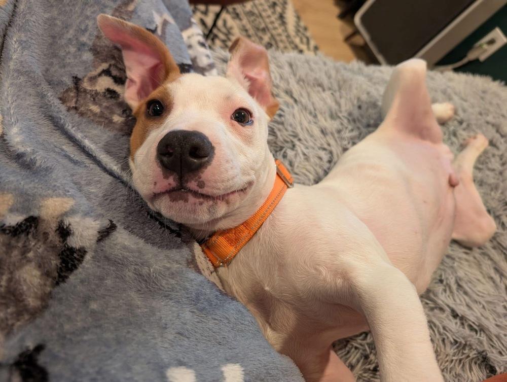 Hudson (The Hi-5’s 2026), a Adoptable mixed breed in Wenonah, NJ image 3/5
