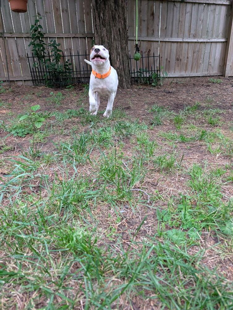 Hudson (The Hi-5’s 2026), a Adoptable mixed breed in Wenonah, NJ image 4/5
