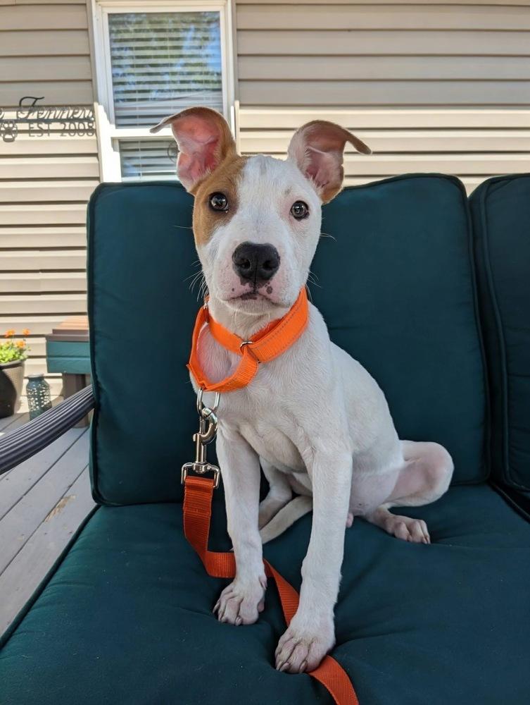 Hudson (The Hi-5’s 2026), a Adoptable mixed breed in Wenonah, NJ image 5/5
