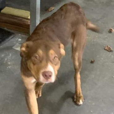 Enlarge Nico, a Adoptable mixed breed in vALE, NC image 1/1