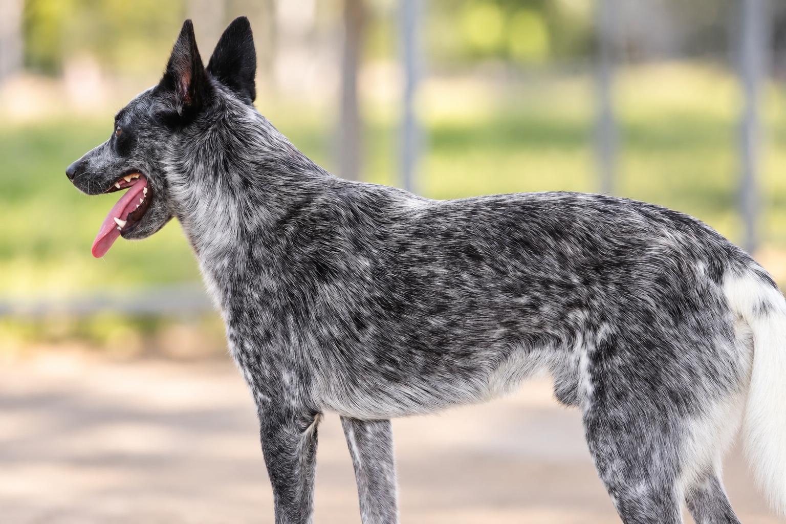 Enlarge Bob Ross, a Adopted Australian Cattle Dog / Blue Heeler in Watertown, CT image 2/4