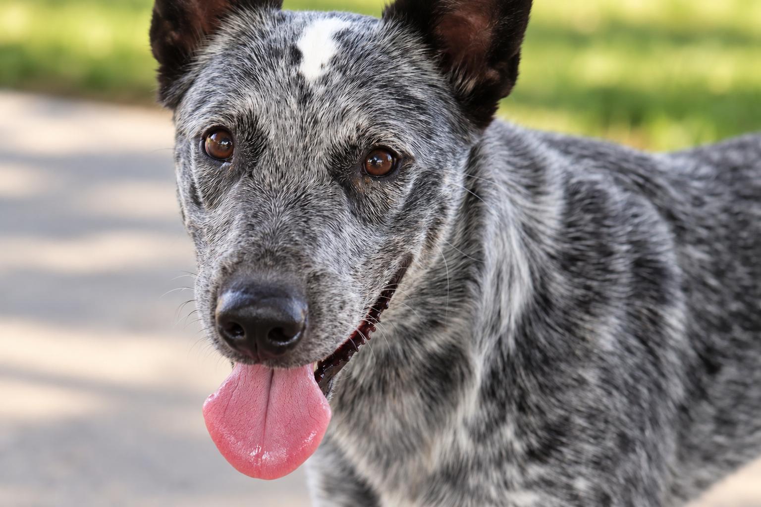 Enlarge Bob Ross, a Adopted Australian Cattle Dog / Blue Heeler in Watertown, CT image 1/4