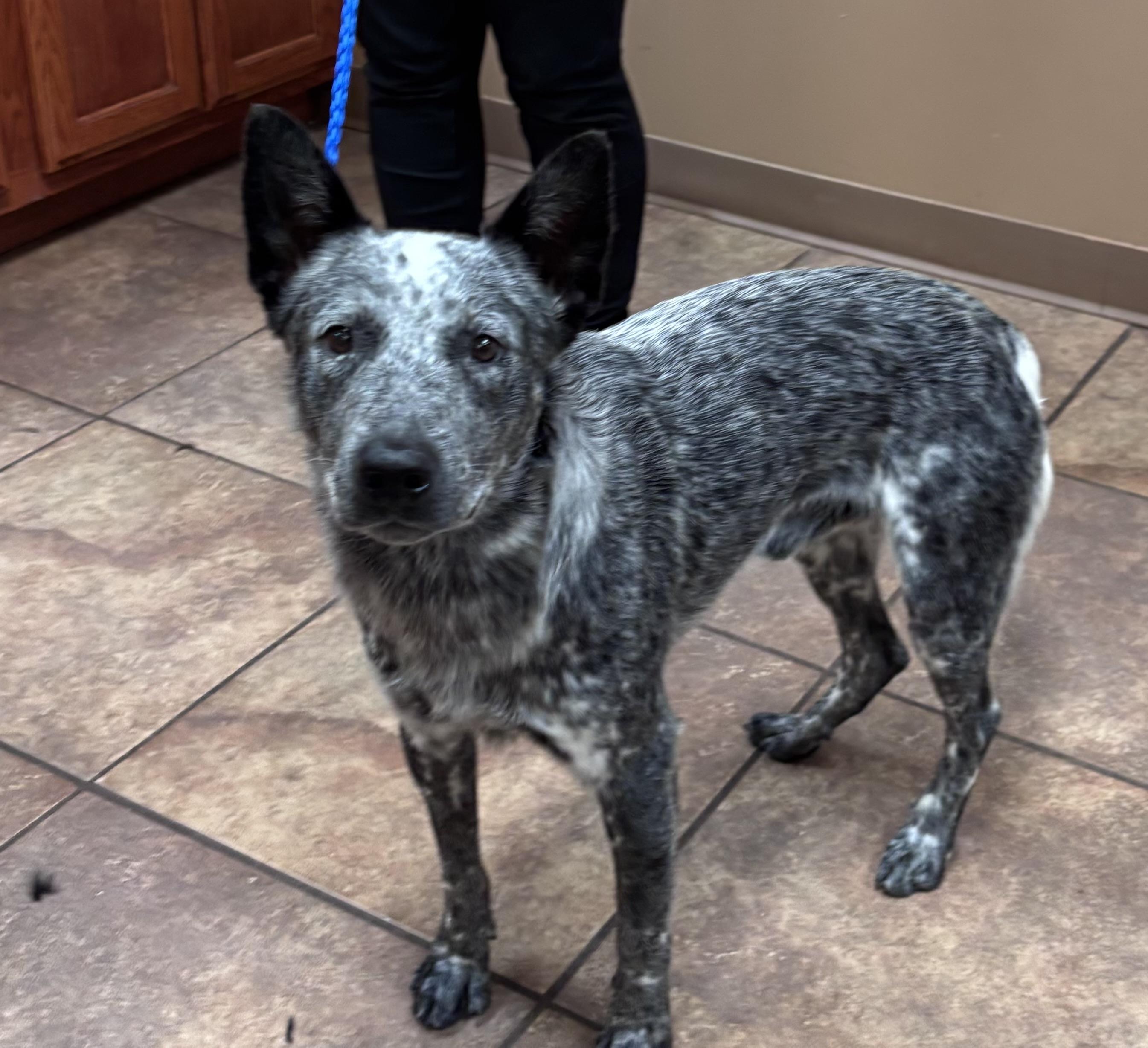 Enlarge Bob Ross, a Adopted Australian Cattle Dog / Blue Heeler in Watertown, CT image 4/4