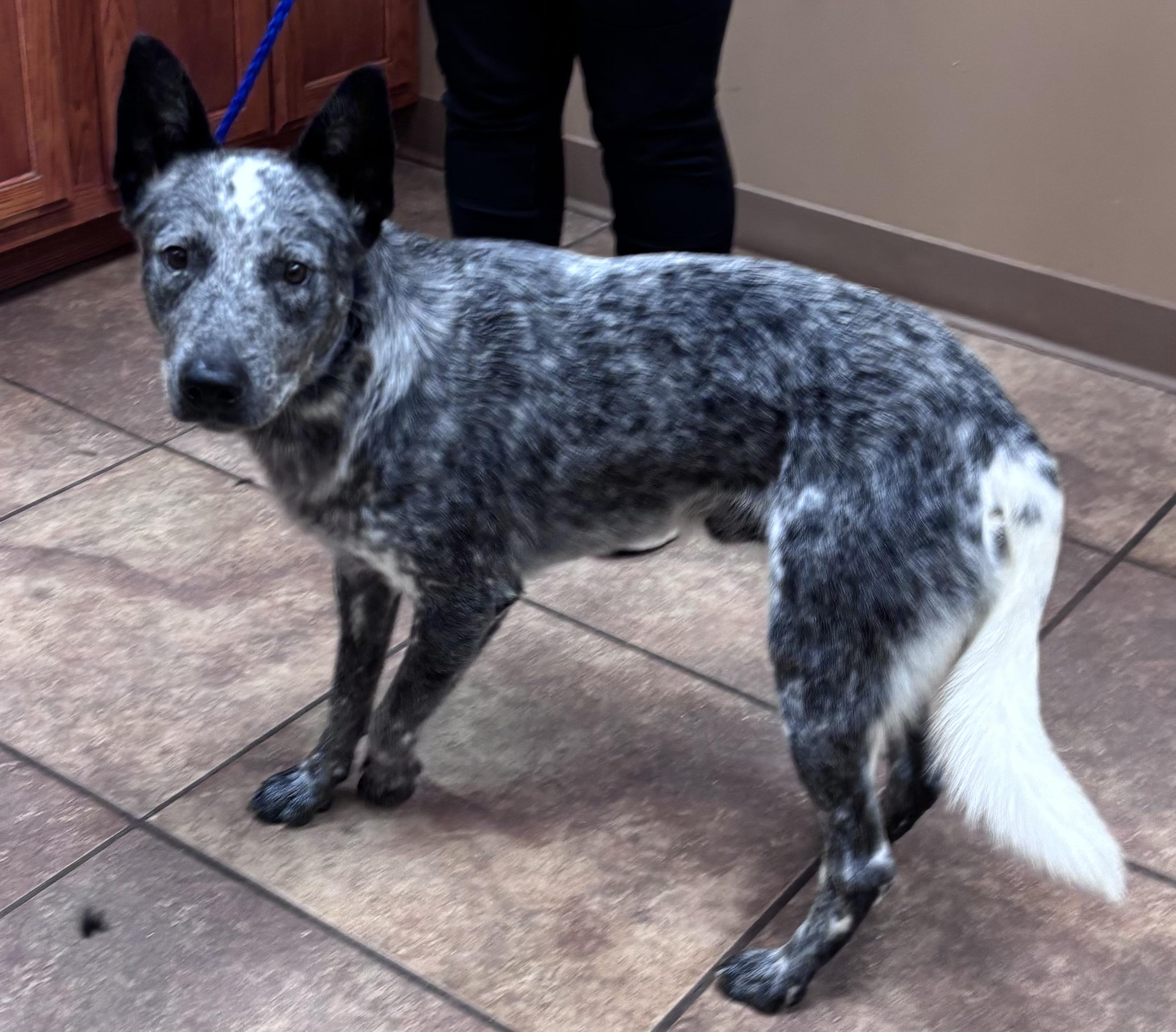 Enlarge Bob Ross, a Adopted Australian Cattle Dog / Blue Heeler in Watertown, CT image 3/4