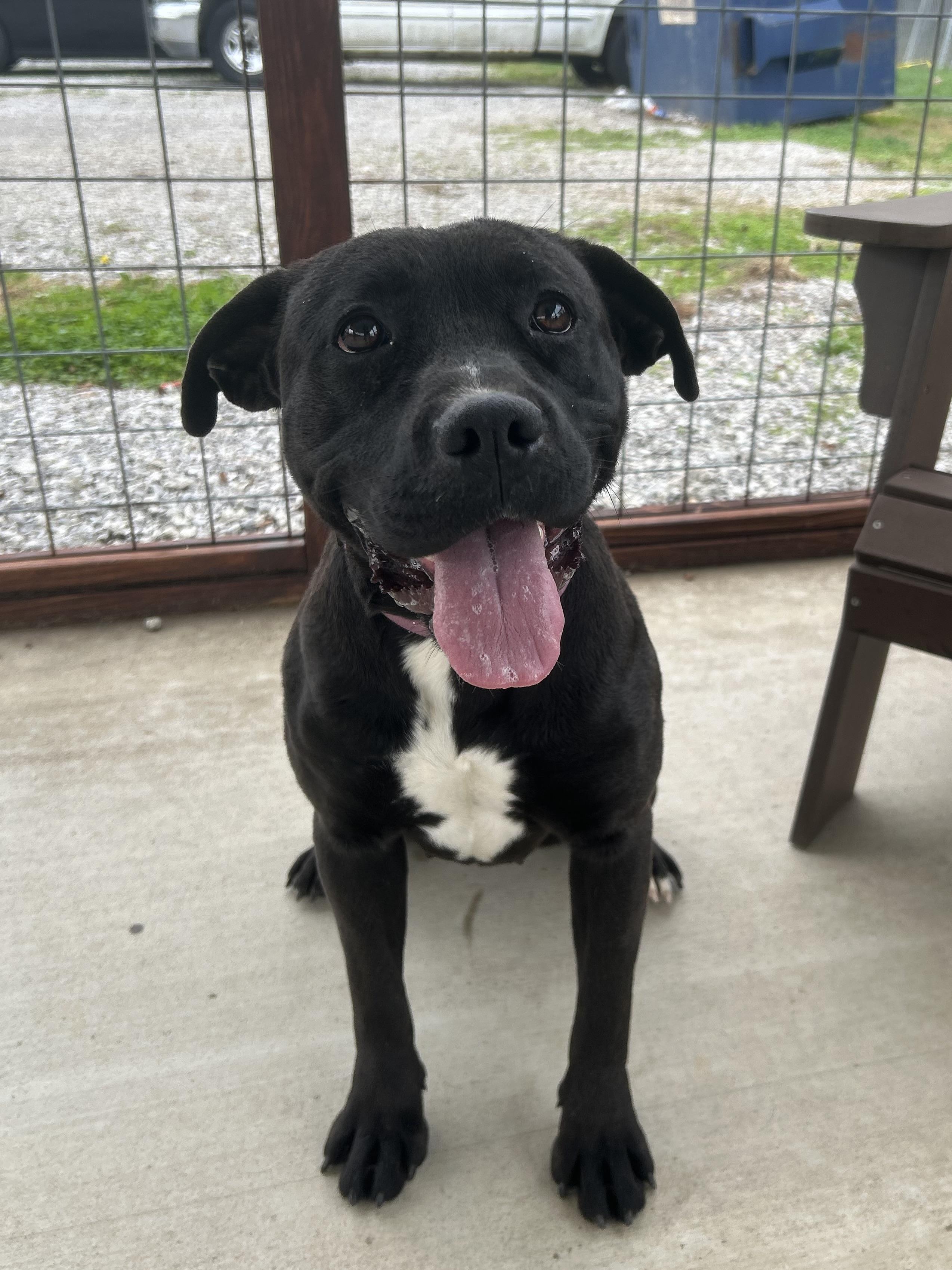 Midnight, Adoptable, Young Female Mixed Breed.