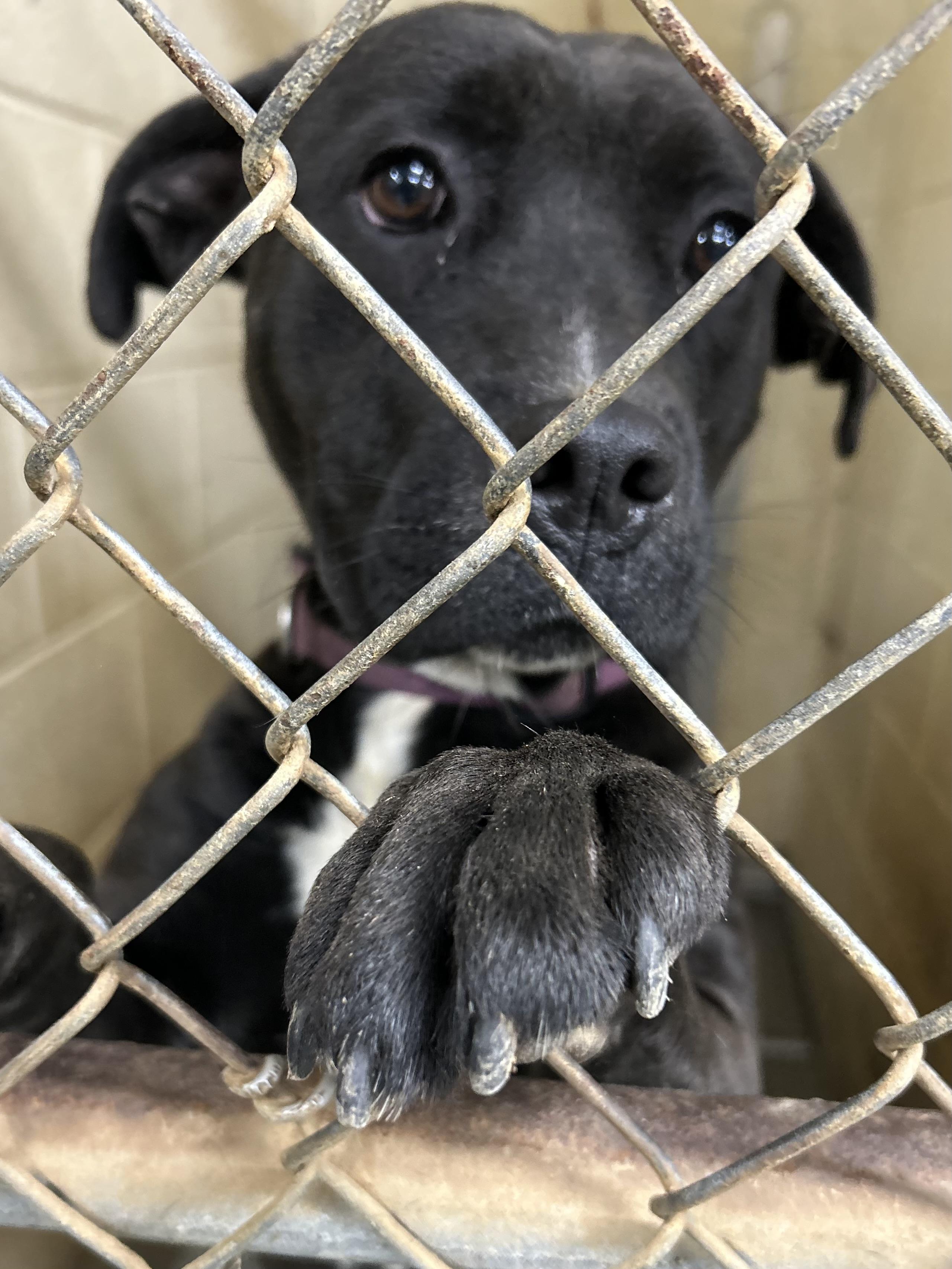 Midnight, a Adoptable Mixed Breed in Franklin, KY image 2/6