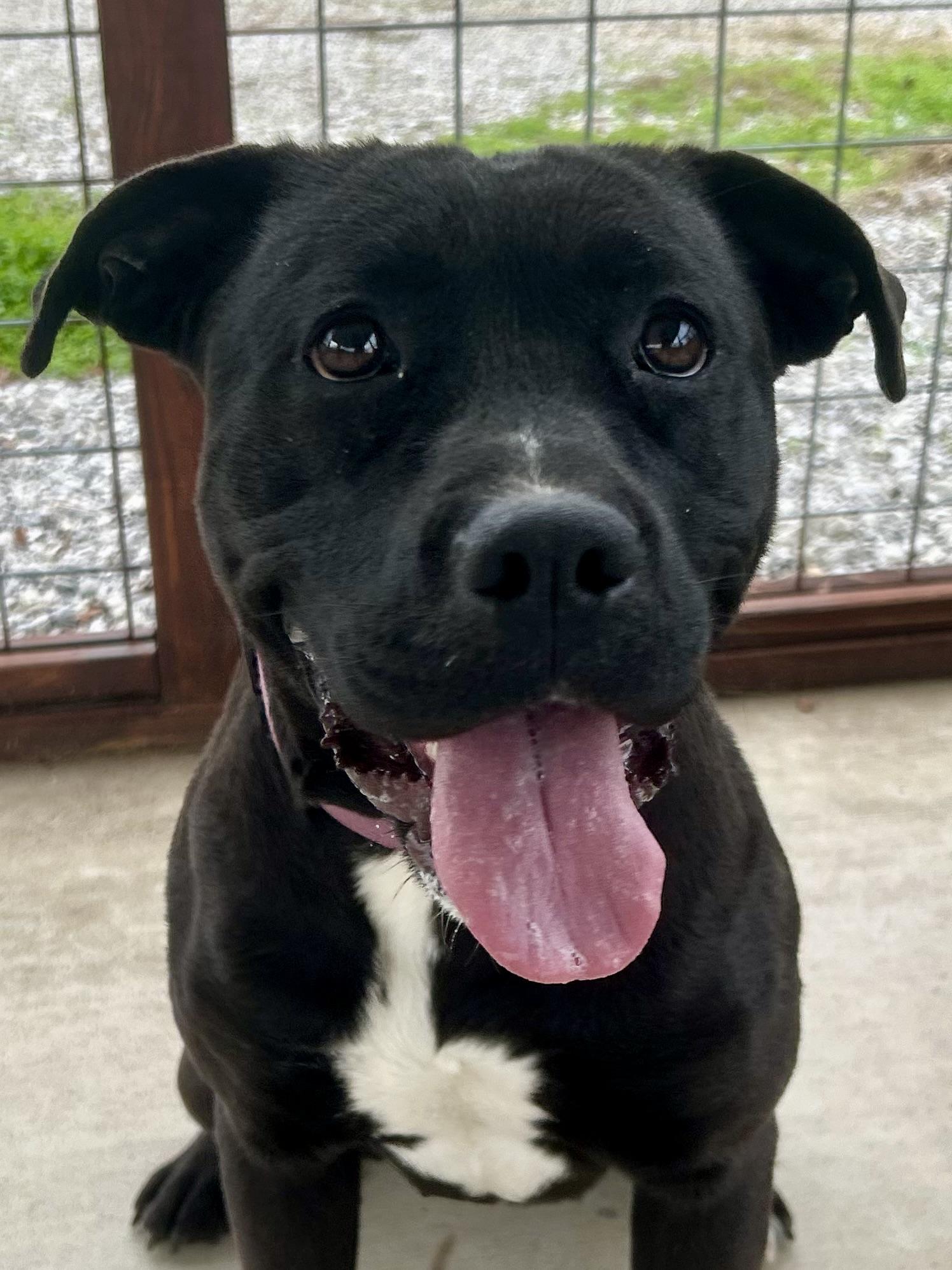 Midnight, a Adoptable Mixed Breed in Franklin, KY image 3/6