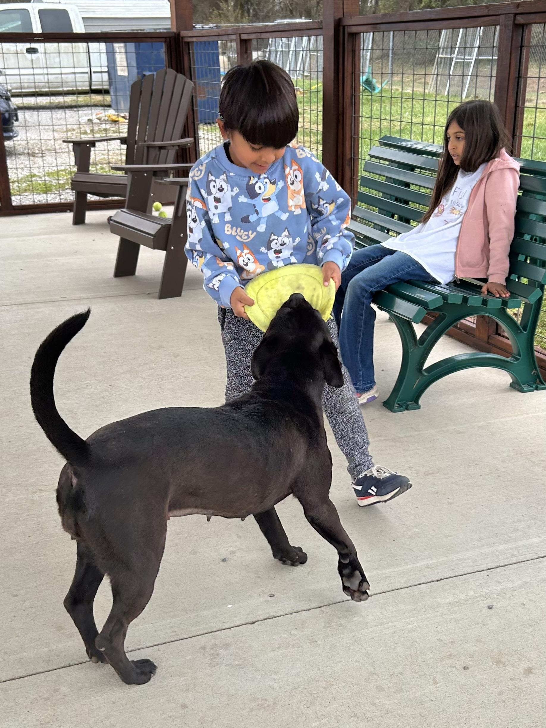 Enlarge Midnight, an adopted Mixed Breed in Franklin, KY image 6/6