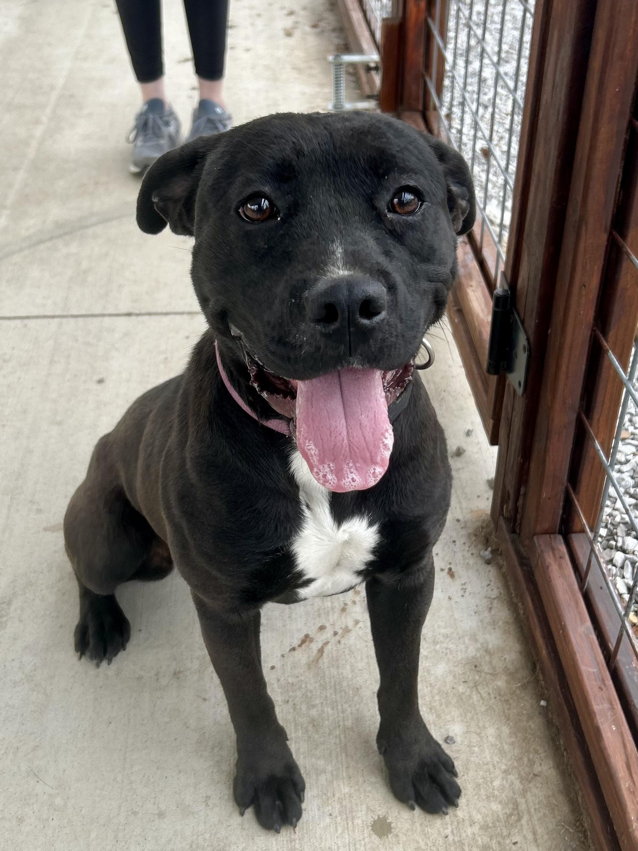 Midnight, a Adoptable Mixed Breed in Franklin, KY image 4/6