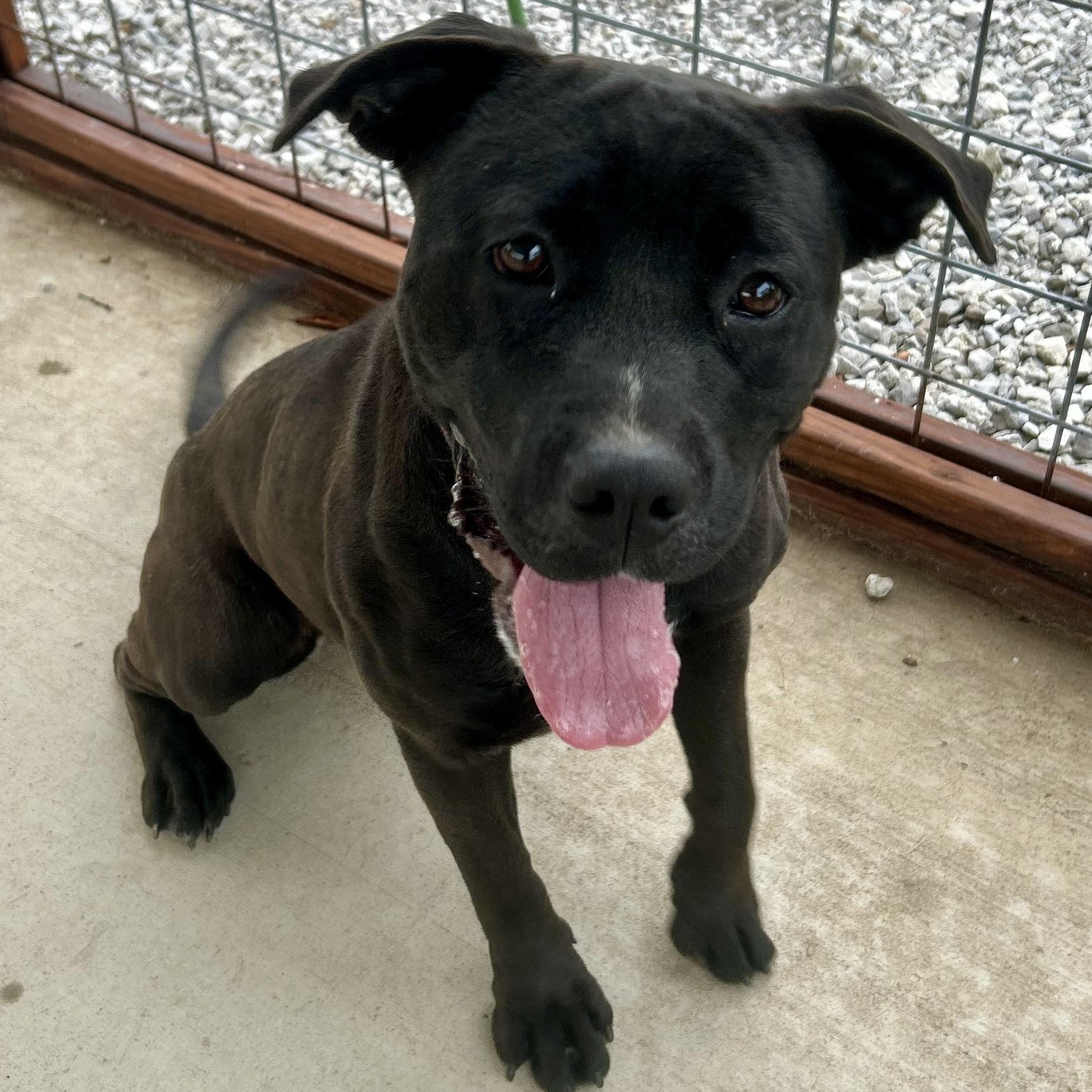 Midnight, Adoptable, Young Female Mixed Breed.