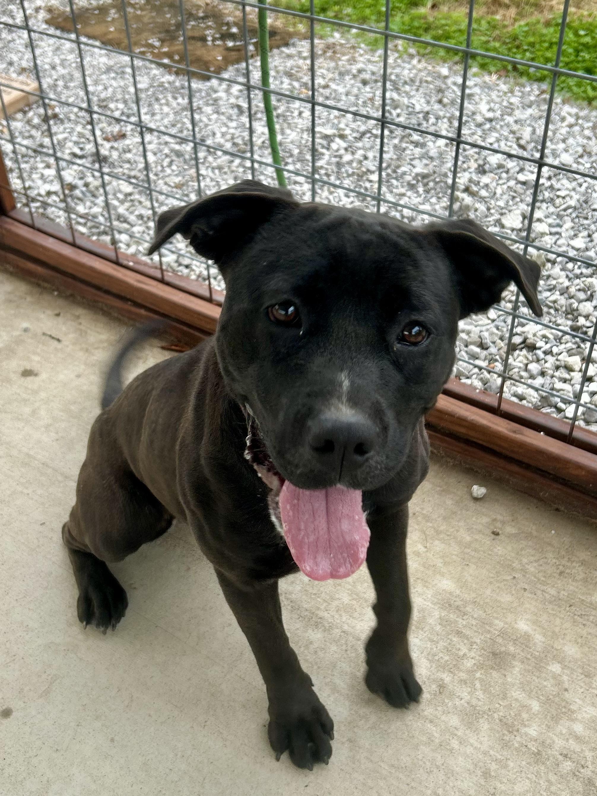 Midnight, a Adoptable Mixed Breed in Franklin, KY image 5/6