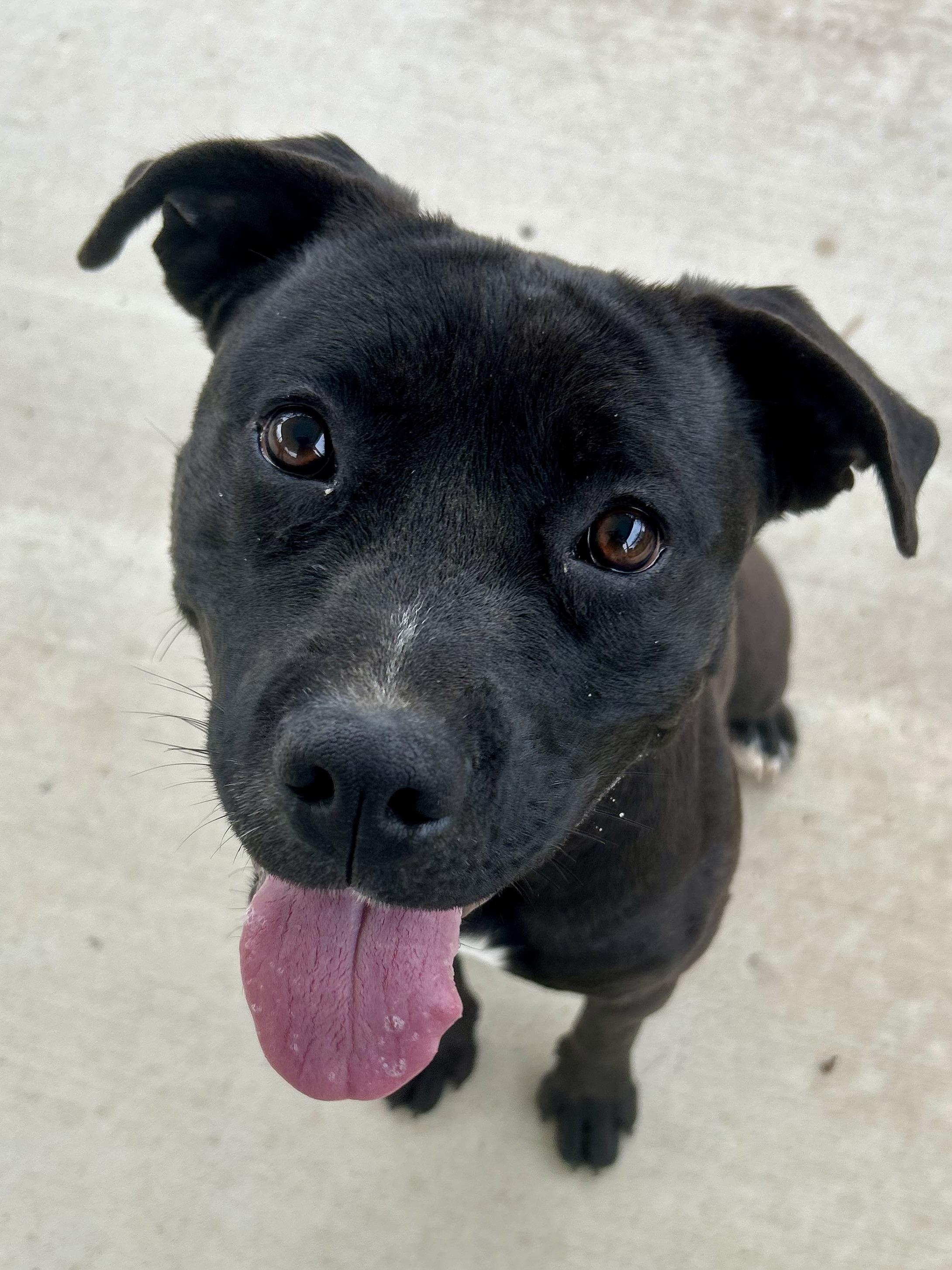Midnight, a Adoptable Mixed Breed in Franklin, KY image 6/6