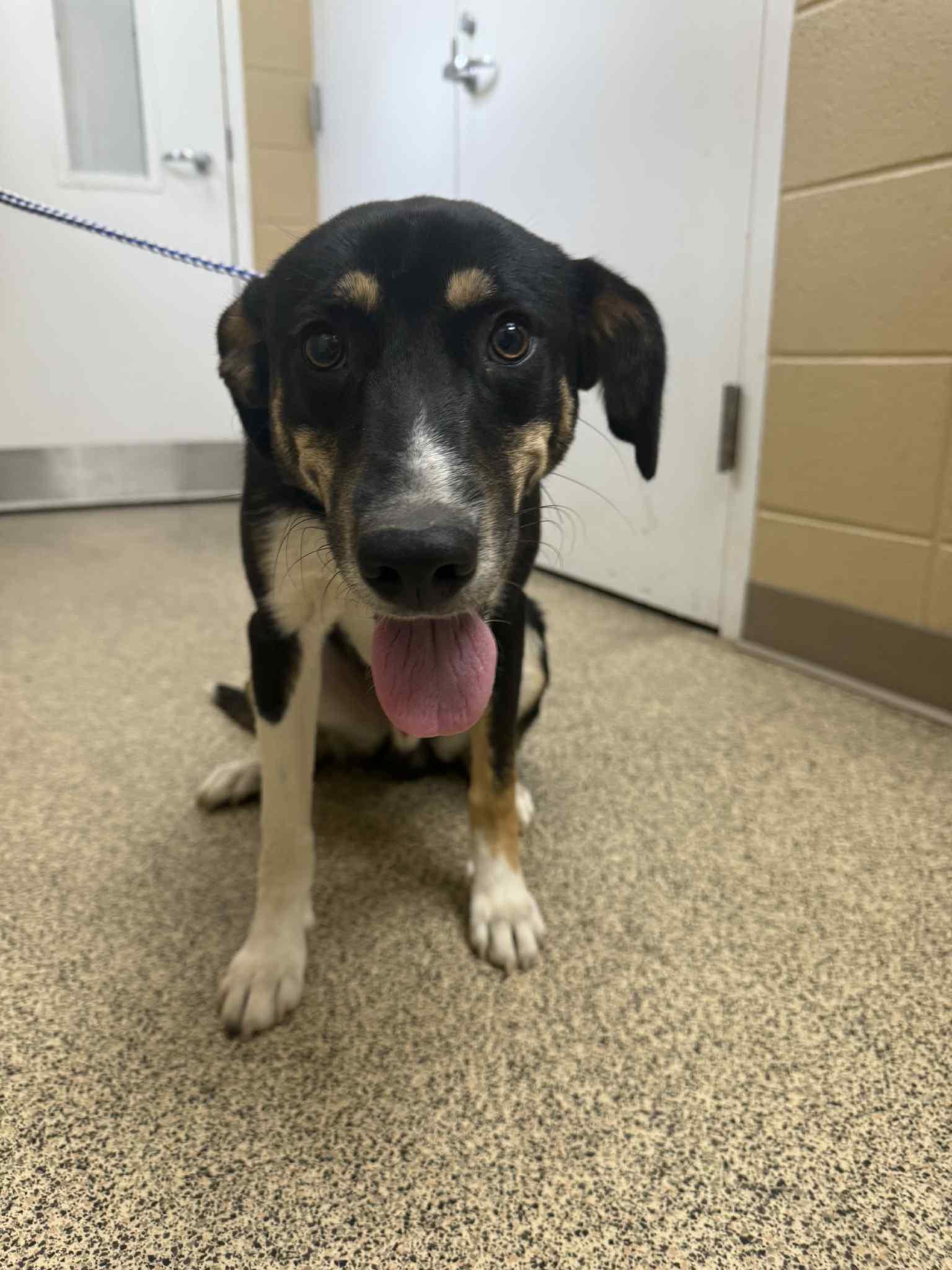 Shelton, Adoptable, Adult Male German Shepherd Dog.