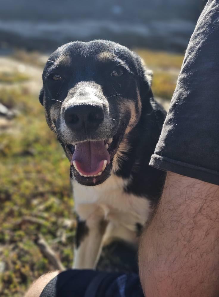 Shelton, a Adoptable German Shepherd Dog in Fort Payne, AL image 3/6