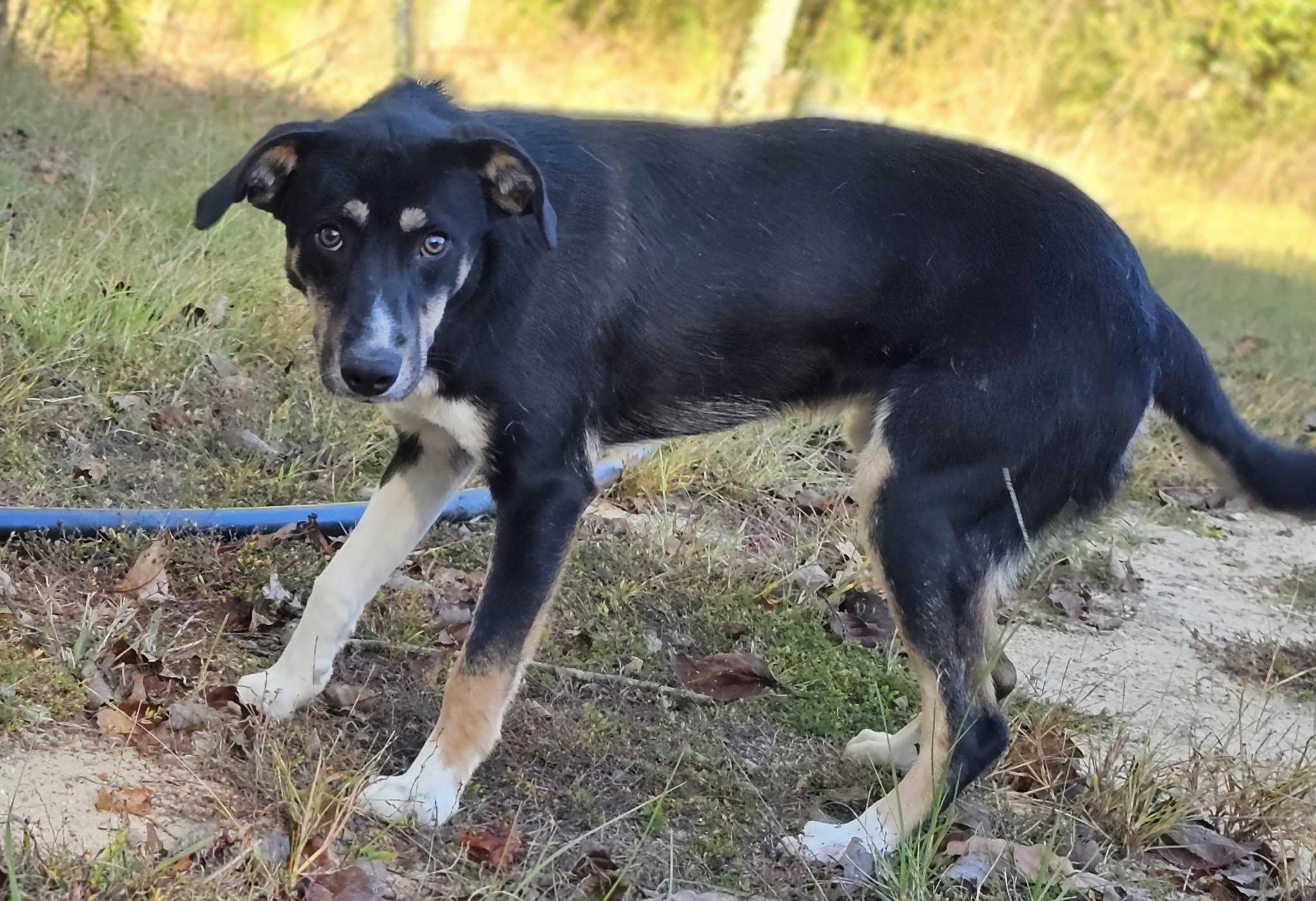 Shelton, a Adoptable German Shepherd Dog in Fort Payne, AL image 4/6