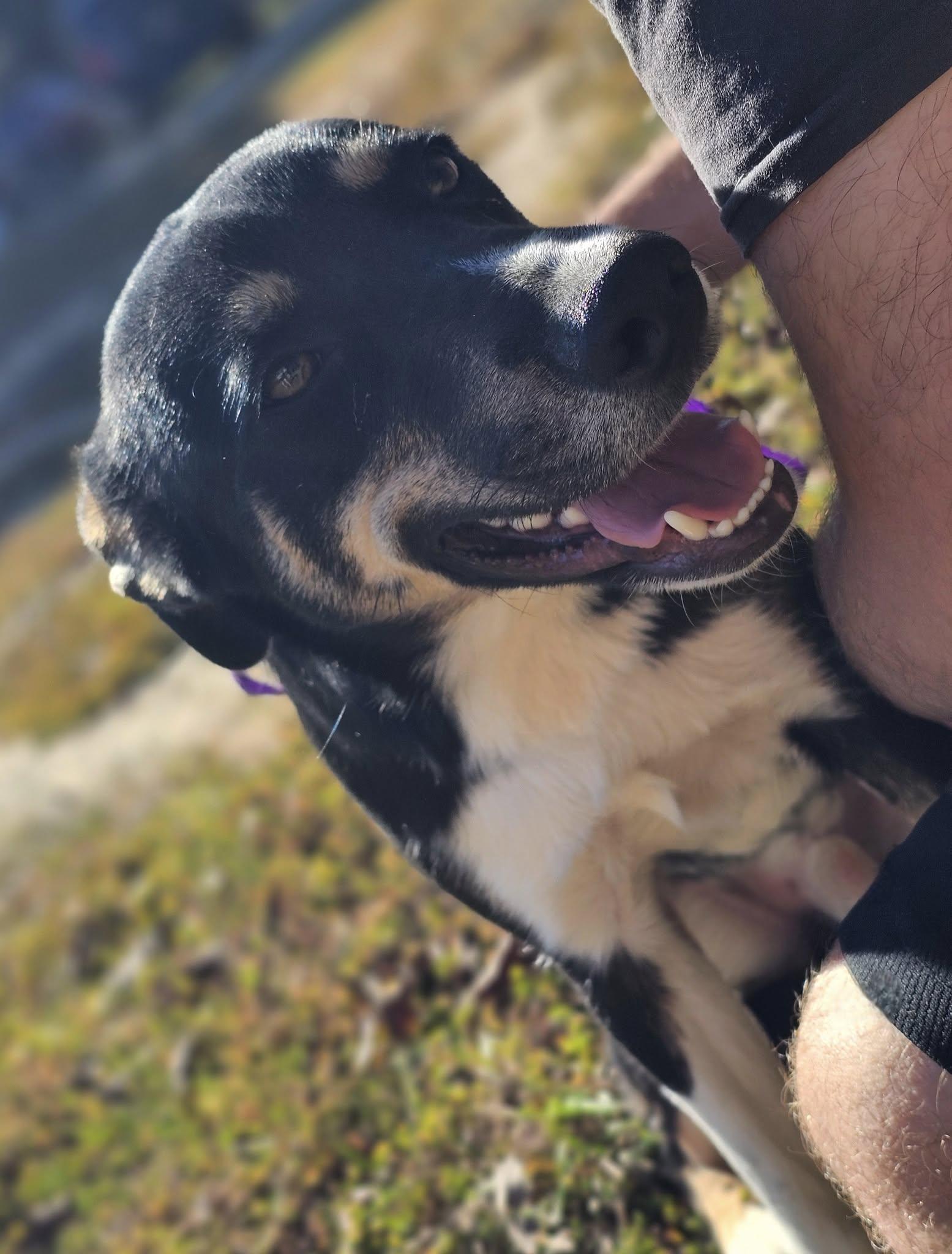 Shelton, a Adoptable German Shepherd Dog in Fort Payne, AL image 6/6