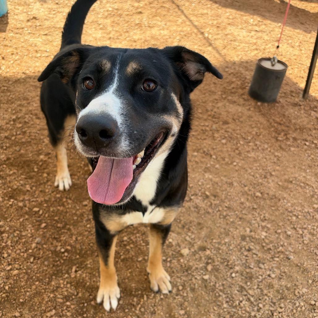 Enlarge Clementine KCAC #738.26, a Adoptable Mixed Breed in Kerrville, TX image 1/6