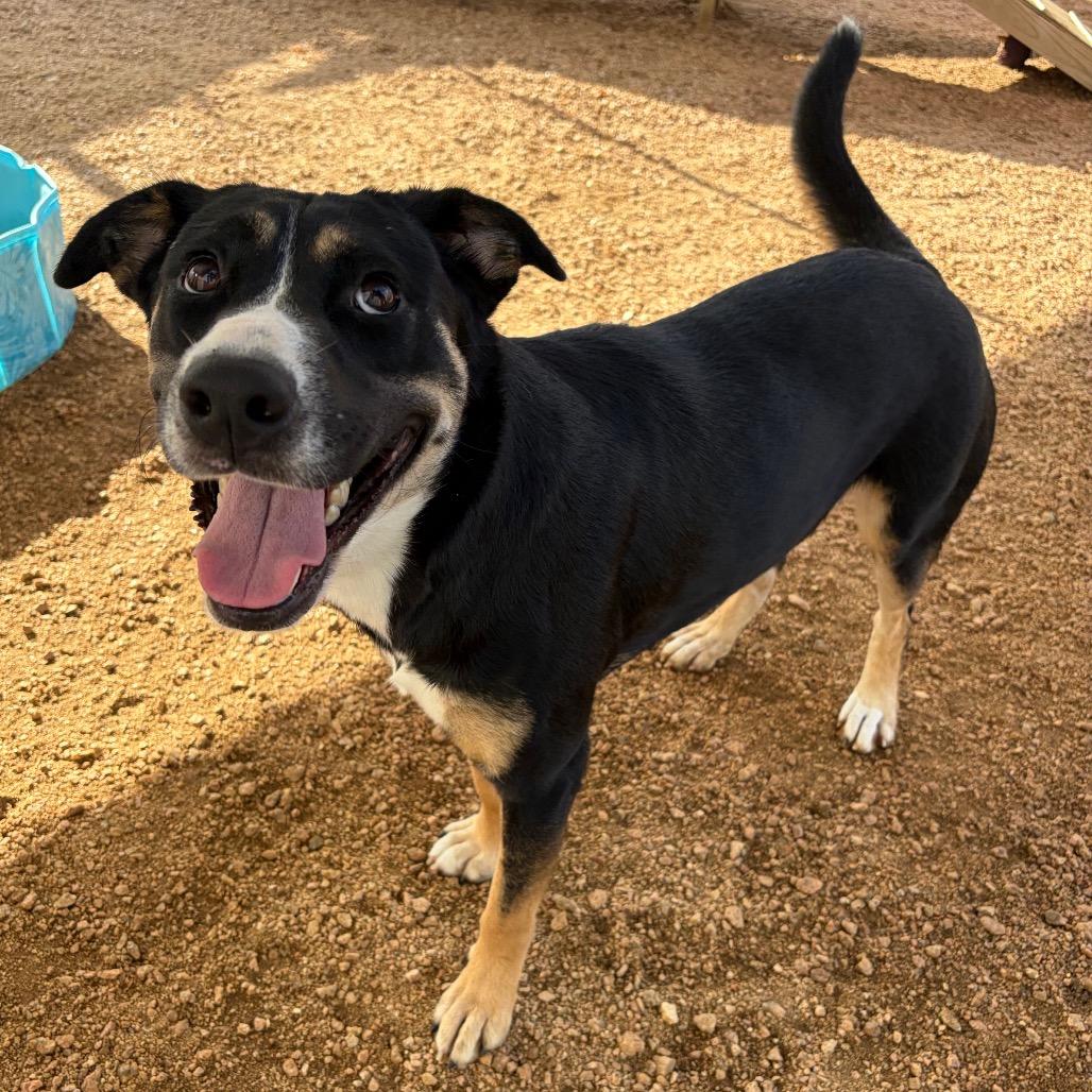 Enlarge Clementine KCAC #738.26, a Adoptable Mixed Breed in Kerrville, TX image 2/6