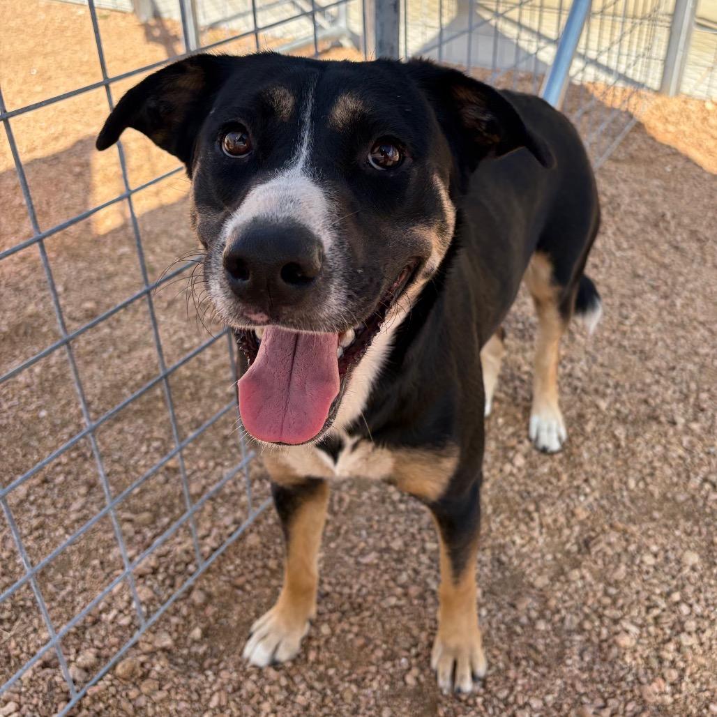 Enlarge Clementine KCAC #738.26, a Adoptable Mixed Breed in Kerrville, TX image 3/6