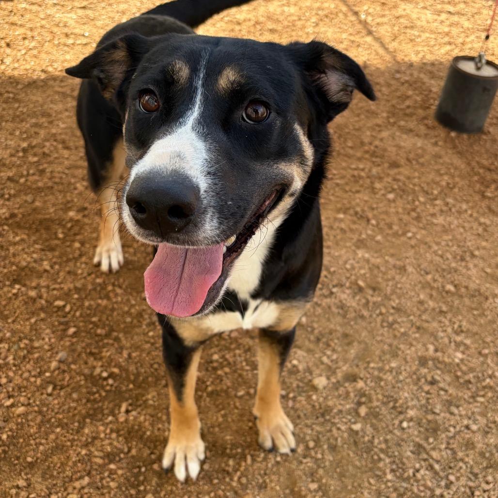 Enlarge Clementine KCAC #738.26, a Adoptable Mixed Breed in Kerrville, TX image 4/6