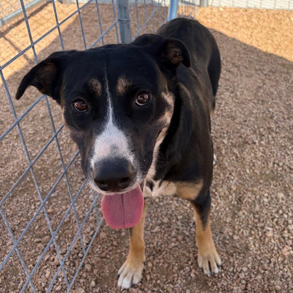 Enlarge Clementine KCAC #738.26, a Adoptable Mixed Breed in Kerrville, TX image 5/6
