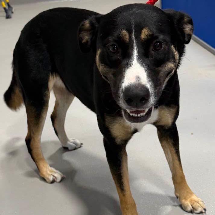 Enlarge Clementine KCAC #738.26, a Adoptable Mixed Breed in Kerrville, TX image 6/6