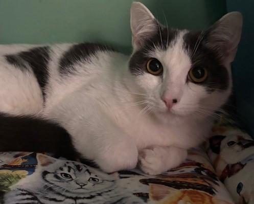 Lovie, Adoptable, Young Female Domestic Short Hair.