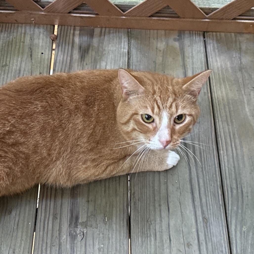 Twiz, Adoptable, Young Male Domestic Short Hair & Domestic Short Hair.