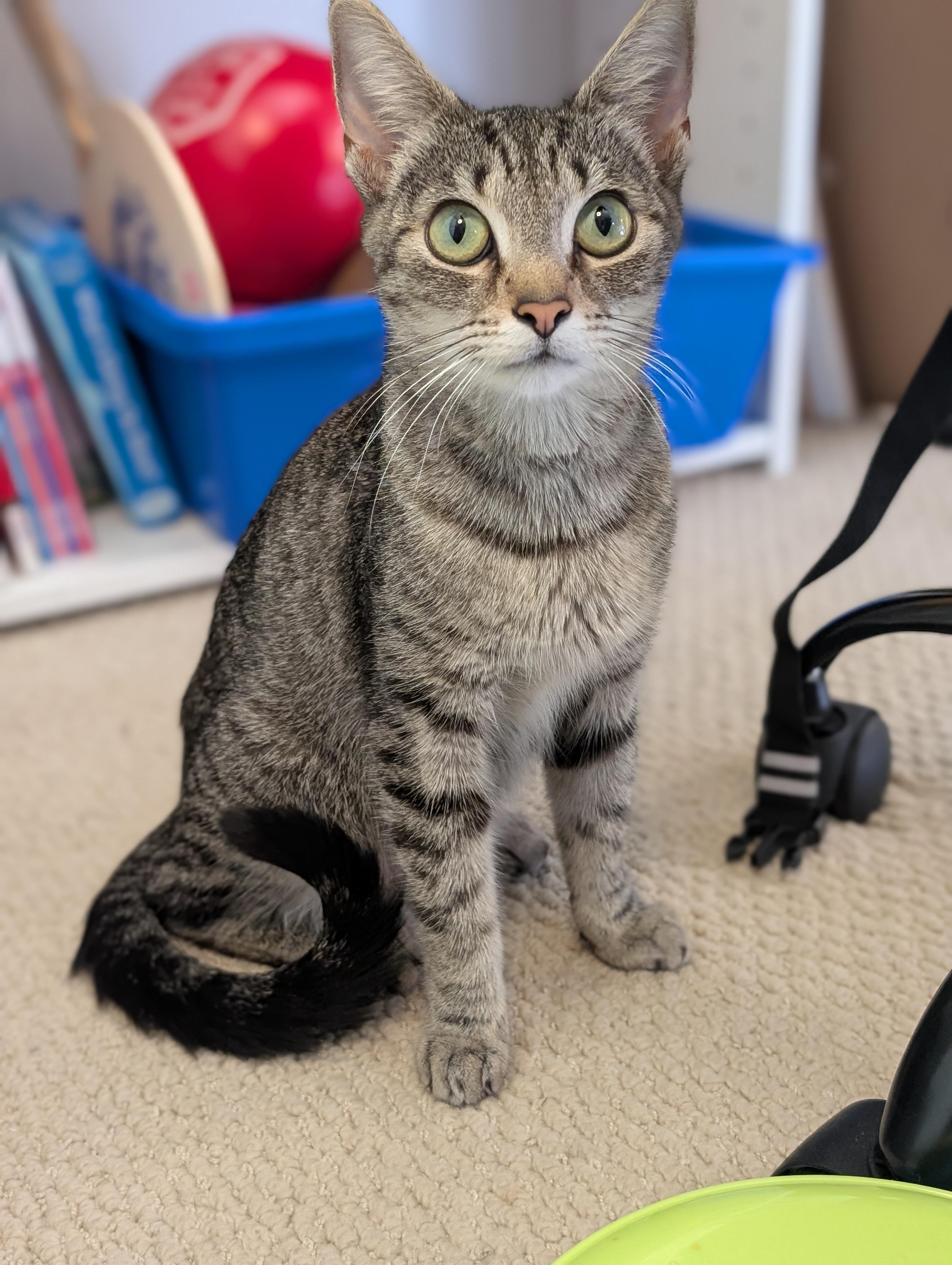 Edamame, Adoptable, Adult Female Domestic Short Hair.