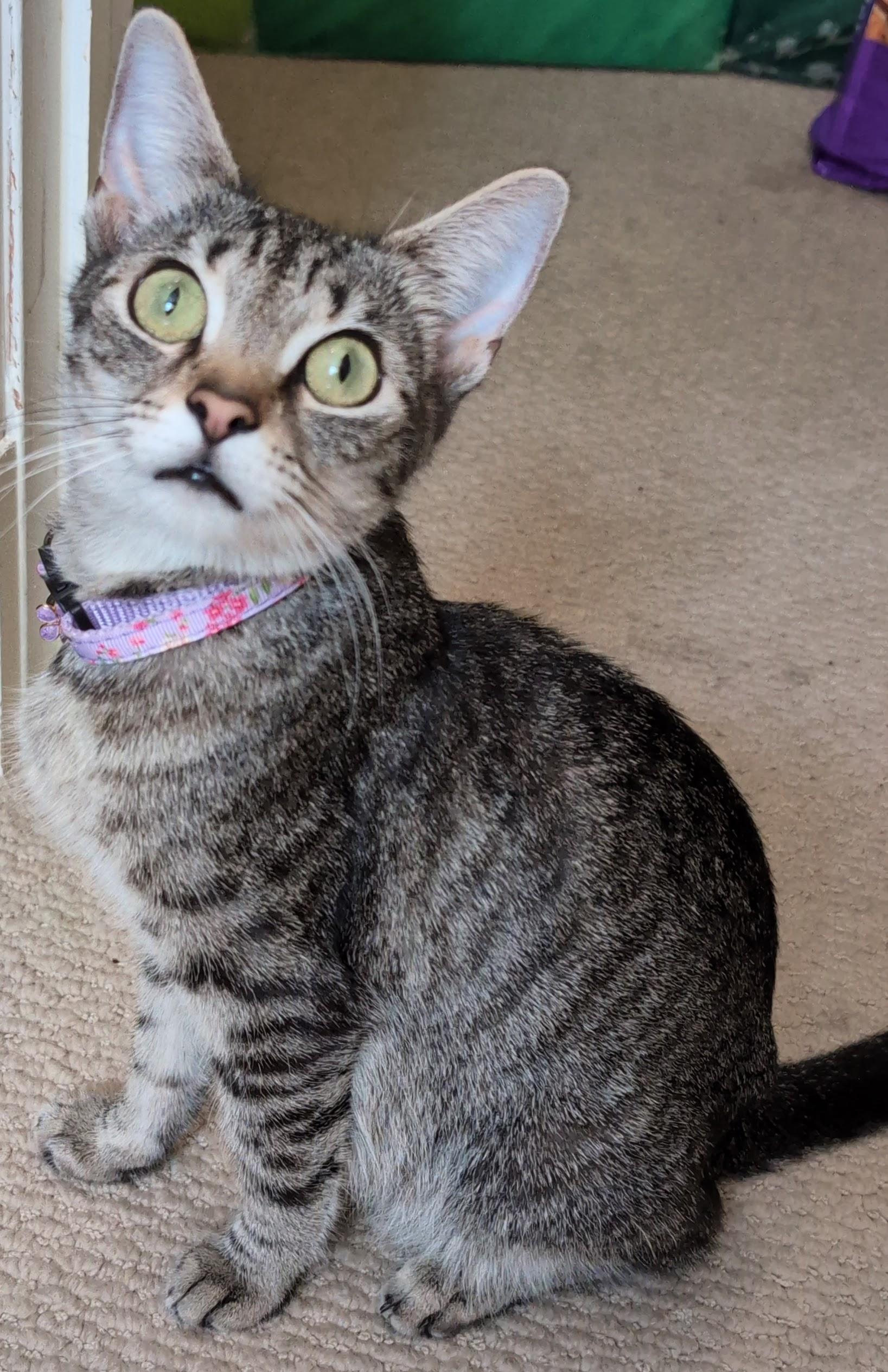 Enlarge Edamame, a Adoptable Domestic Short Hair in Bethel Park, PA image 3/6