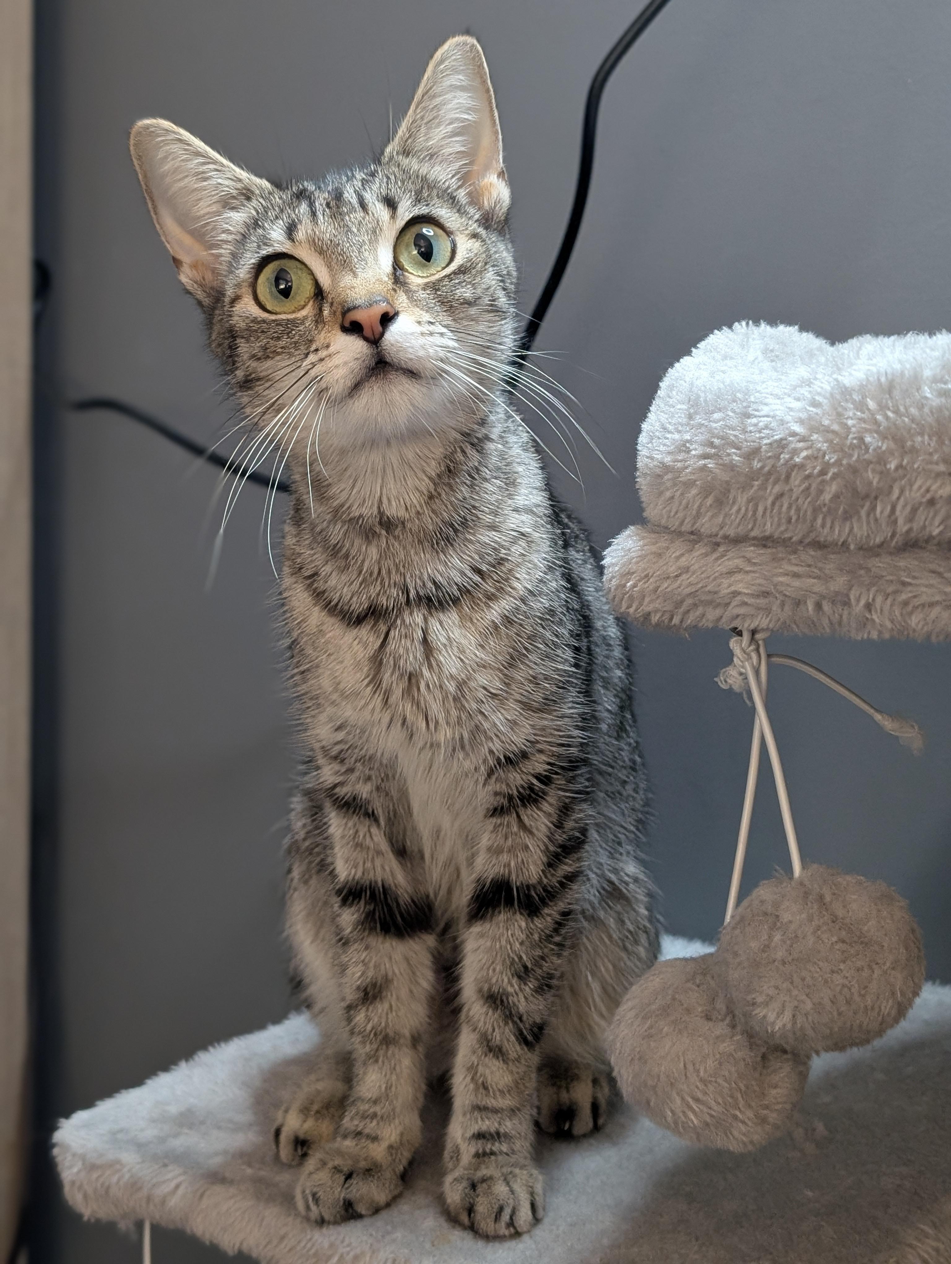 Enlarge Edamame, a Adoptable Domestic Short Hair in Bethel Park, PA image 4/6