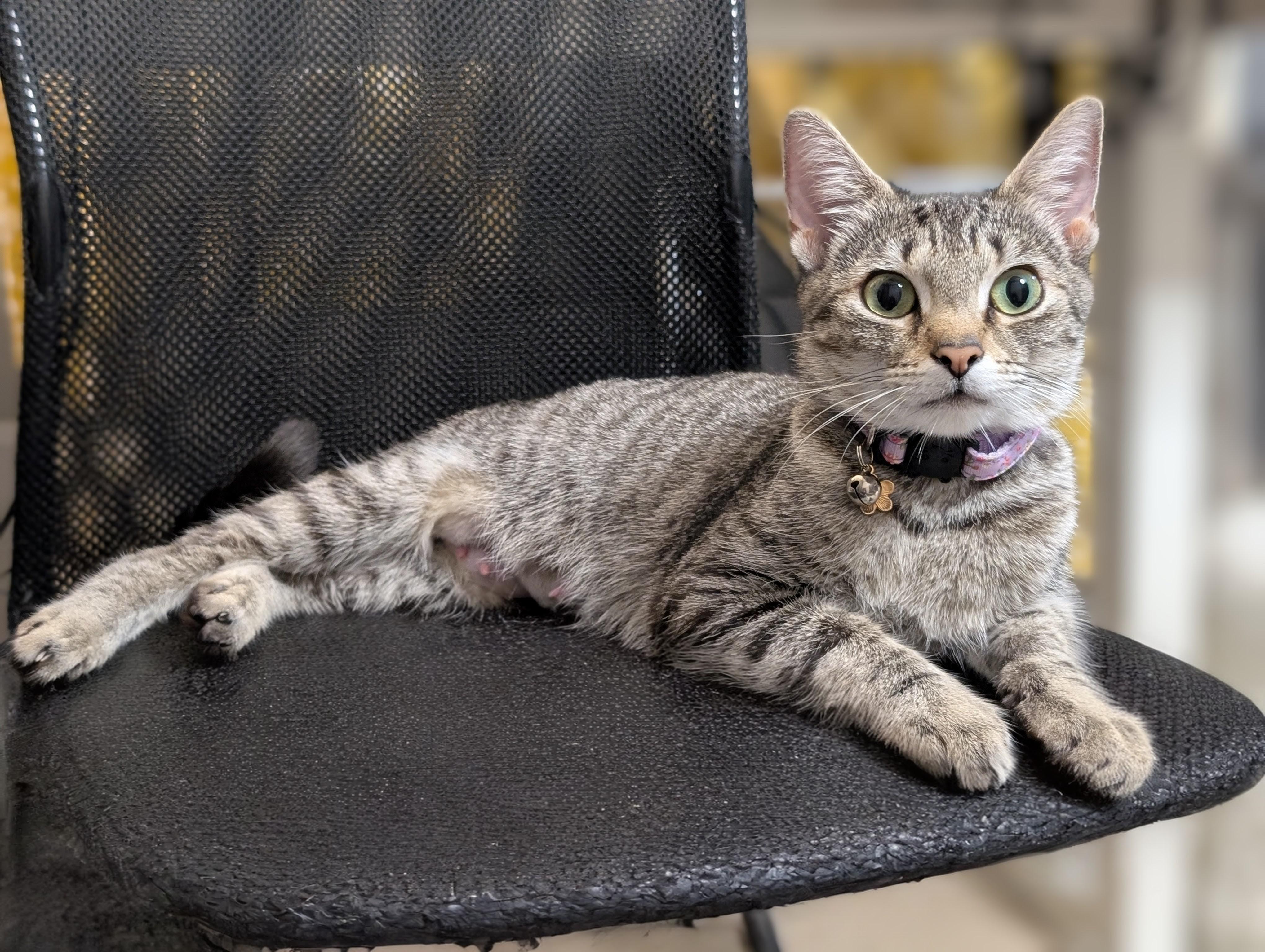 Enlarge Edamame, a Adoptable Domestic Short Hair in Bethel Park, PA image 5/6