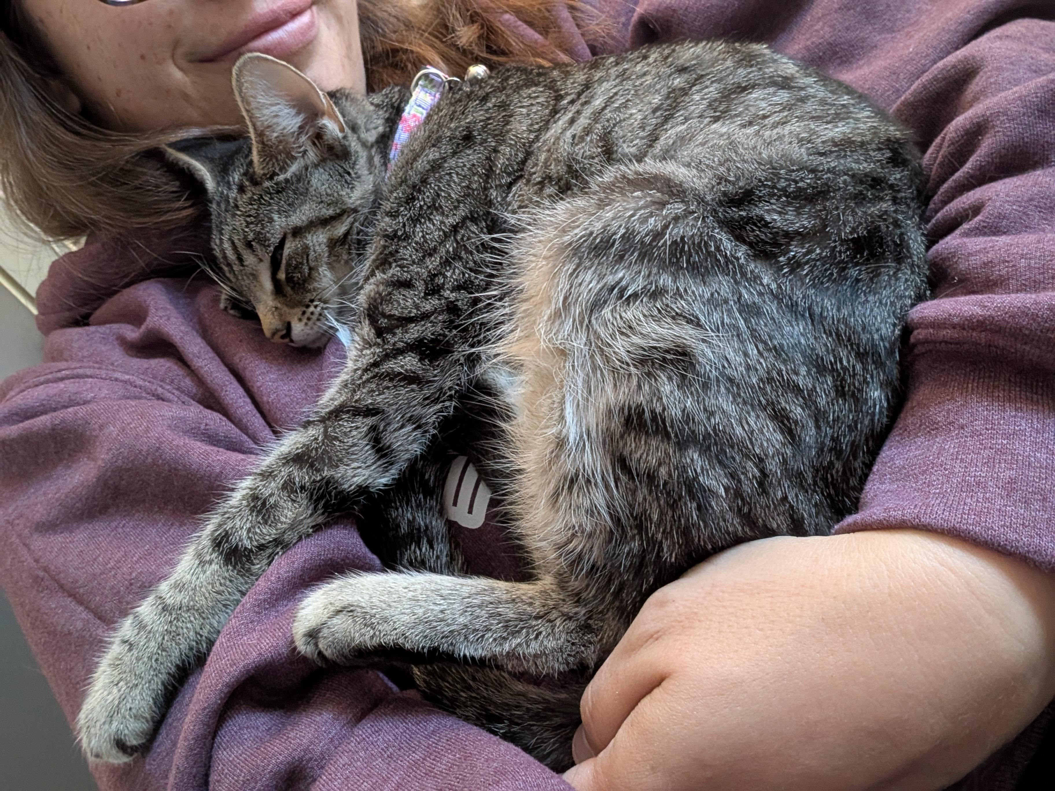 Enlarge Edamame, a Adoptable Domestic Short Hair in Bethel Park, PA image 6/6