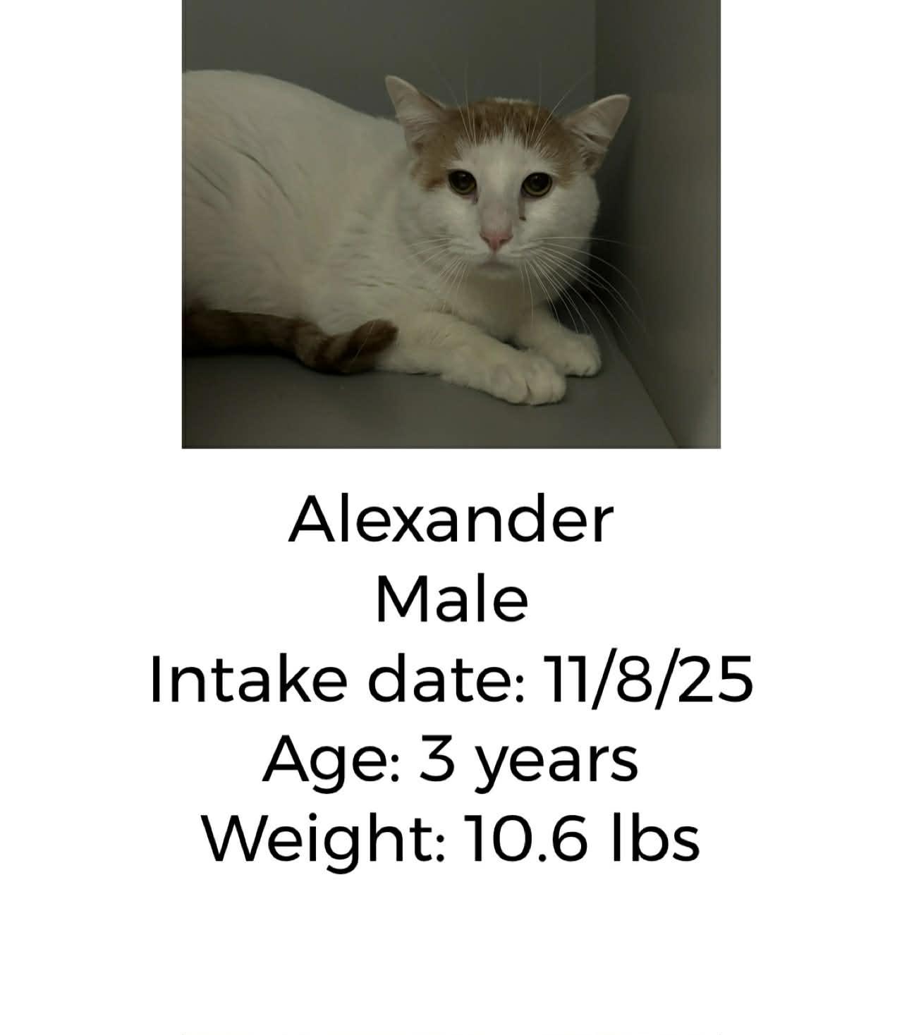 Enlarge Alexander, a Adoptable Domestic Short Hair in Staffordsville, KY image 1/1