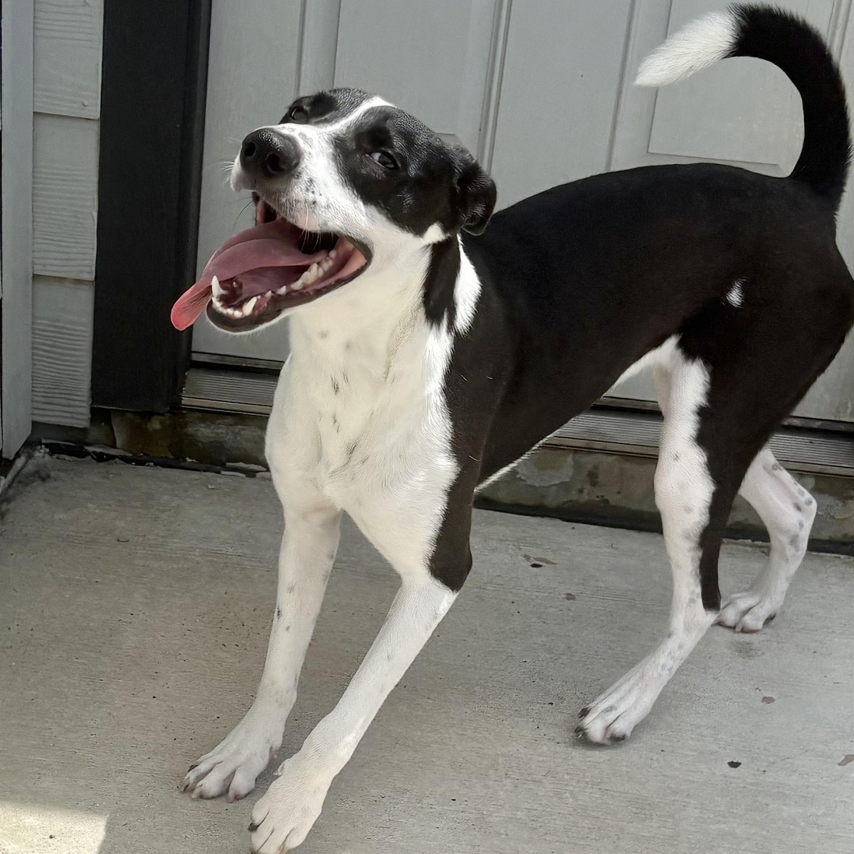 Candy (Julia), Adopted, Young Female Terrier & Labrador Retriever.
