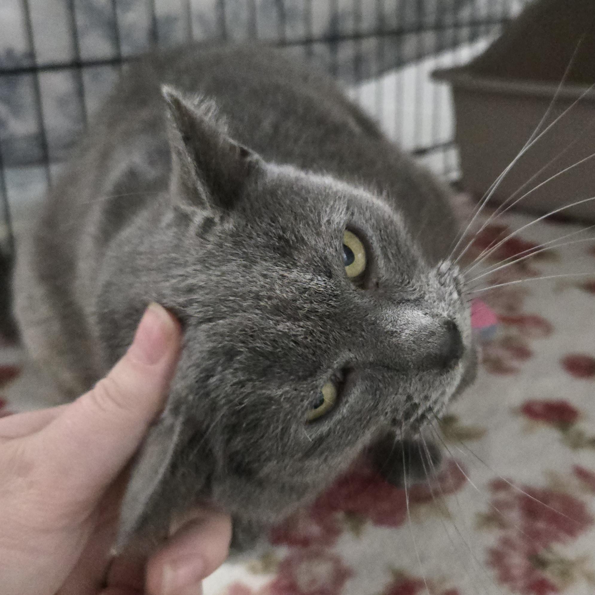 Enlarge Tully, an adopted Domestic Short Hair in Grand Rapids, MI image 2/4