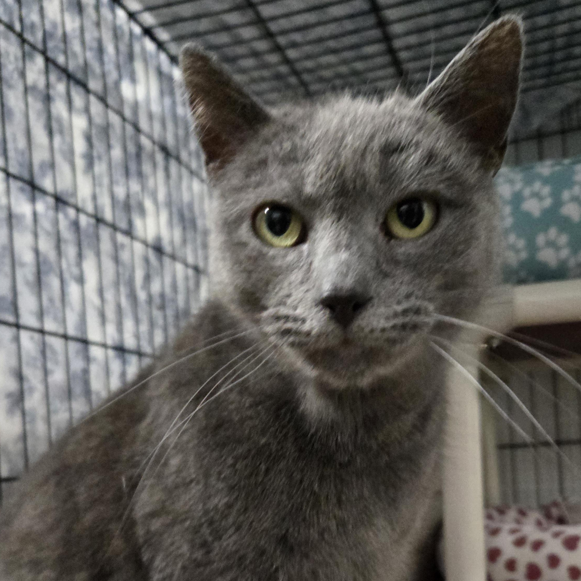 Enlarge Tully, an adopted Domestic Short Hair in Grand Rapids, MI image 4/4